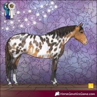 Horse Color:Buckskin Sabino Appaloosa 