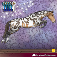 Horse Color:Buckskin Sabino Appaloosa