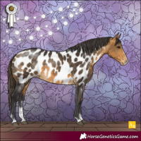 Horse Color:Buckskin Sabino Appaloosa