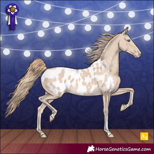 Horse Color:Smoky Creme Appaloosa 