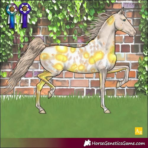 Horse Color:Smoky Creme Appaloosa 