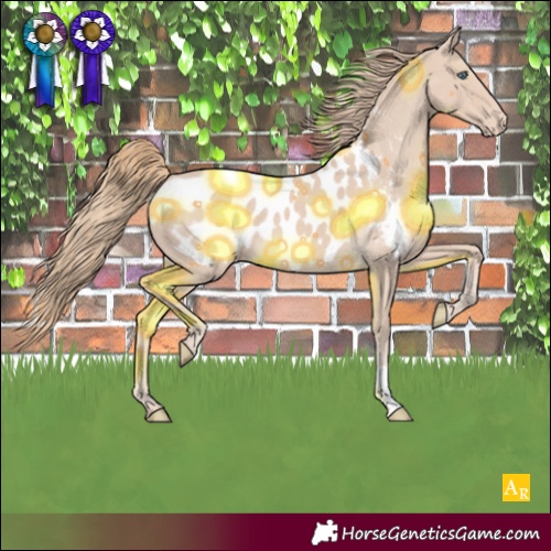 Horse Color:Smoky Creme Appaloosa 