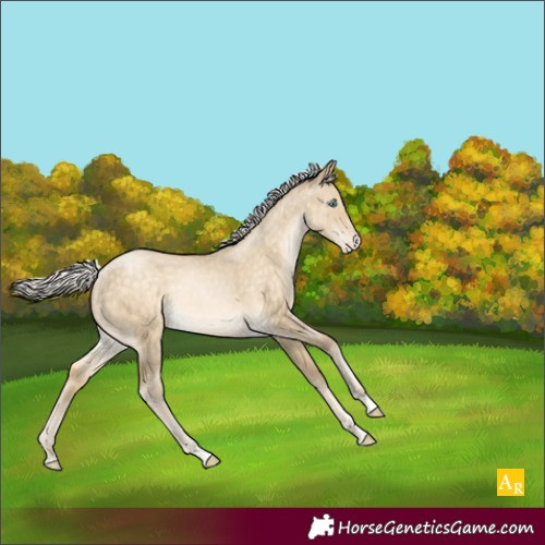 Horse Color:Silver Buckskin Pearl Dun Appaloosa Rabicano 