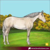 Horse Color:Silver Buckskin Pearl Dun Appaloosa Rabicano 