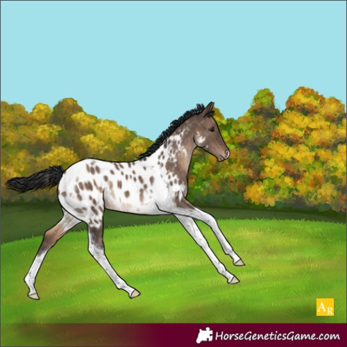 Horse Color:Brown Dun Tobiano Appaloosa 