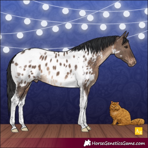 Horse Color:Brown Dun Tobiano Appaloosa 