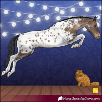 Horse Color:Brown Dun Tobiano Appaloosa