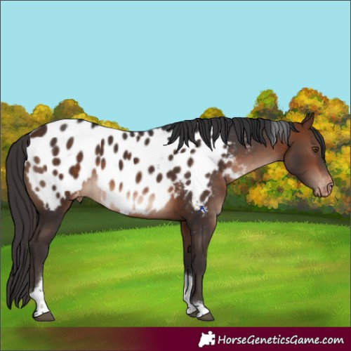 Horse Color:Bay Mushroom Tobiano Appaloosa 