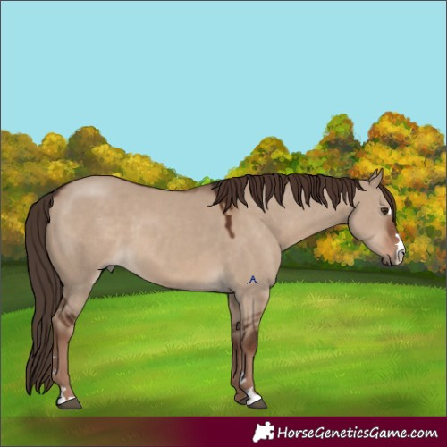 Horse Color:Liver Red Dun 