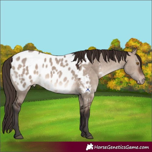 Horse Color:Brown Dun Mushroom Appaloosa 