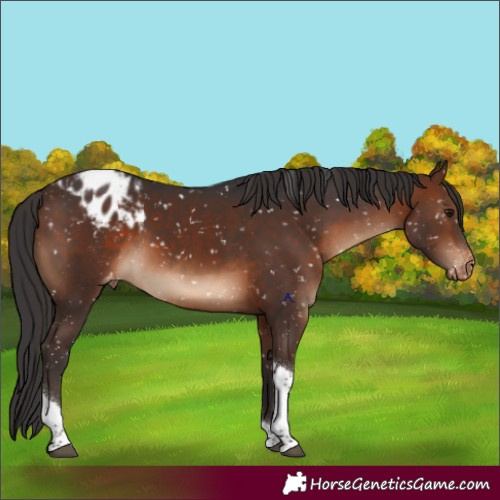 Horse Color:Brown Tobiano Appaloosa