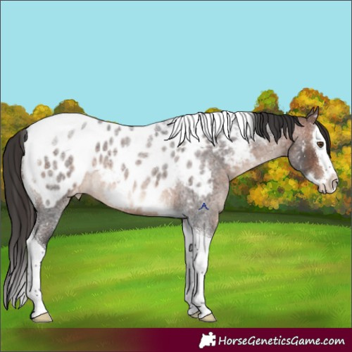 Horse Color:Brown Roan Splash Tobiano Appaloosa 