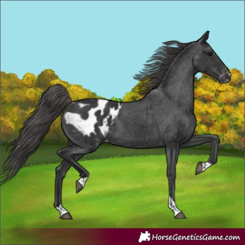Horse Color:Black Tobiano Blanket 
