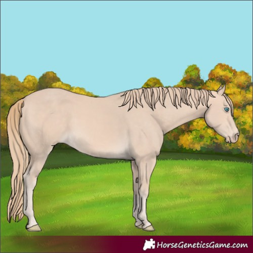 Horse Color:Perlino
