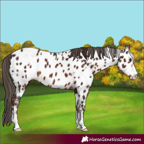 Horse Color:White Spotted Liver Chestnut Appaloosa 