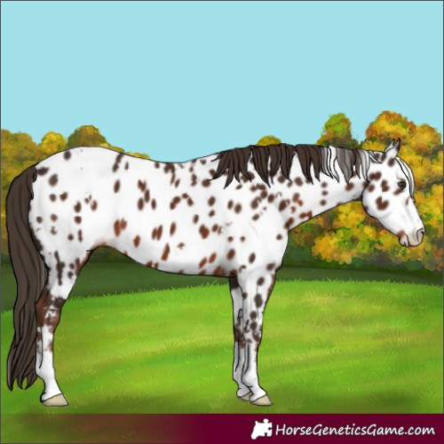 Horse Color:White Spotted Liver Chestnut Appaloosa