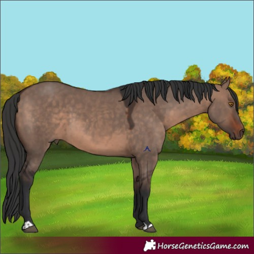 Horse Color:Brown Dun Mushroom 