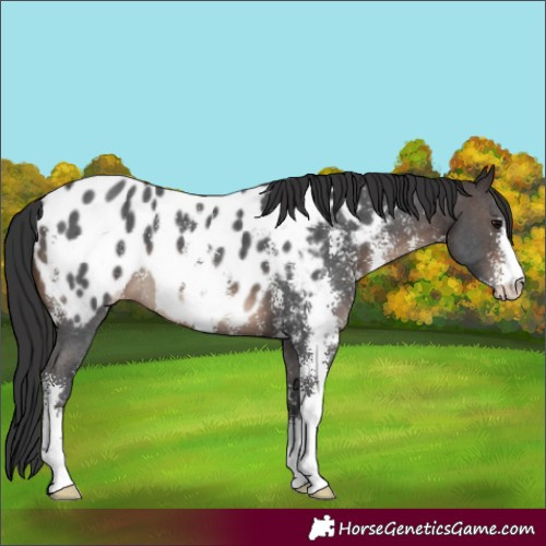 Horse Color:Brown Sabino Appaloosa 