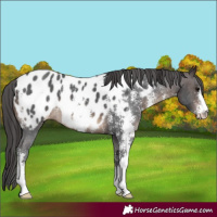 Horse Color:Brown Sabino Near Leopard