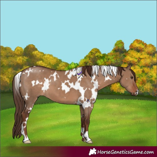 Horse Color:White Spotted Liver Red Dun 