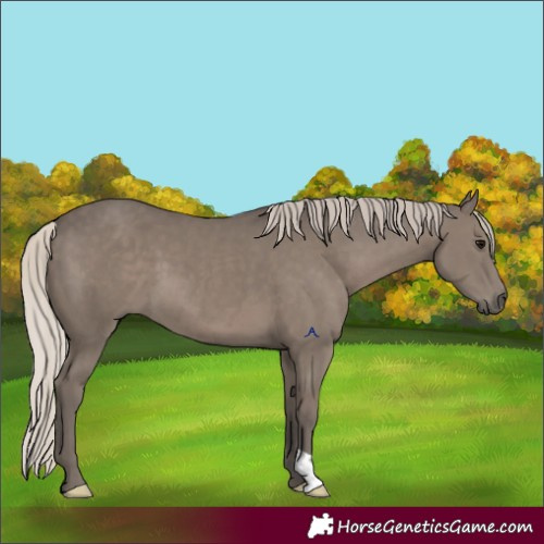 Horse Color:Silver Black 