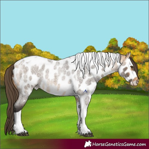 Horse Color:Buckskin Roan Tobiano Appaloosa 