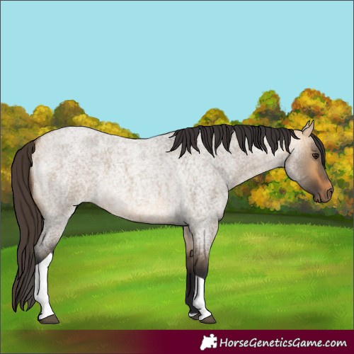 Horse Color:Buckskin Roan Dun Tobiano