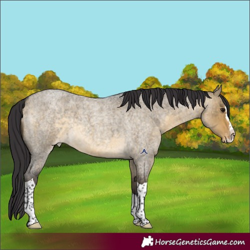 Horse Color:Buckskin Roan Dun Splash Tobiano Appaloosa 