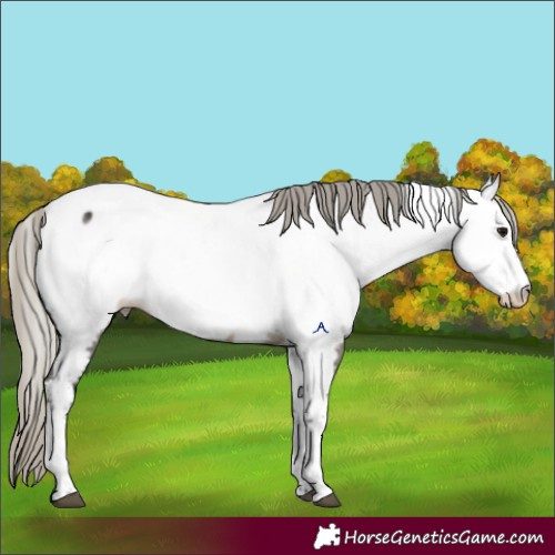 Horse Color:Silver Smoky Blue Roan Tobiano Appaloosa