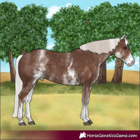 Horse Color:White Spotted Silver Black