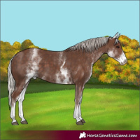 Horse Color:White Spotted Silver Black 