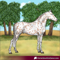 Horse Color:Bay Leopard 