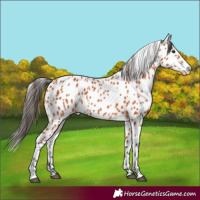 Horse Color:Bay Appaloosa 