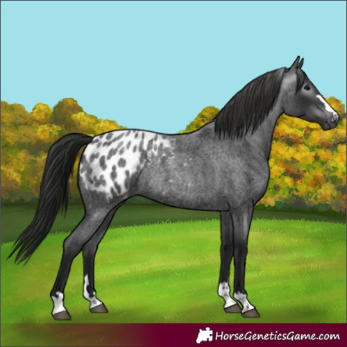 Horse Color:Gray Blue Roan Appaloosa Rabicano