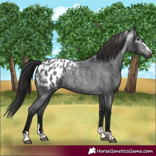 Horse Color:Gray Blue Roan Blanket Rabicano 
