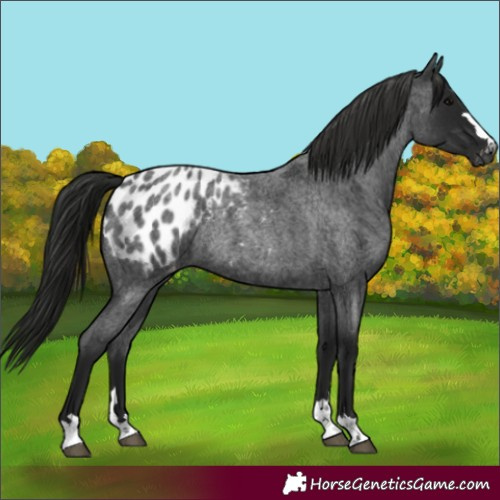 Horse Color:Gray Blue Roan Appaloosa Rabicano 