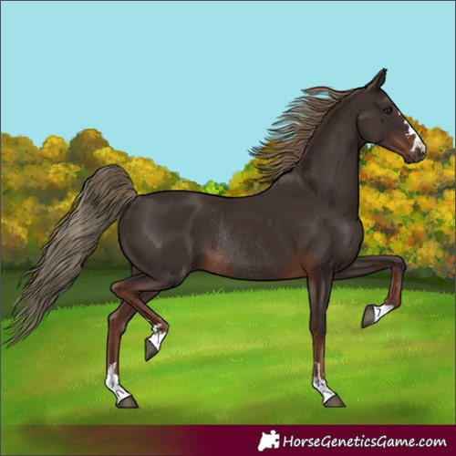 Horse Color:Liver Chestnut Rabicano 