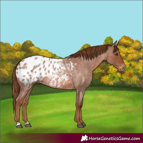 Horse Color:Red Roan Appaloosa