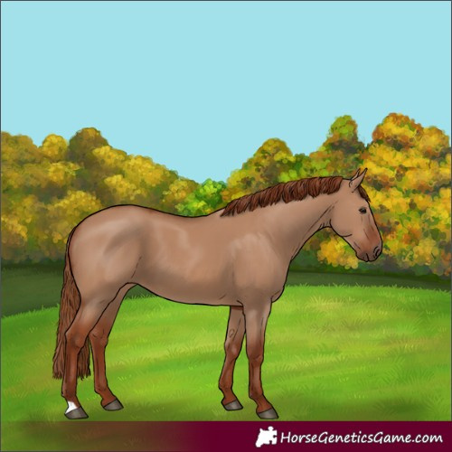 Horse Color:Red Dun