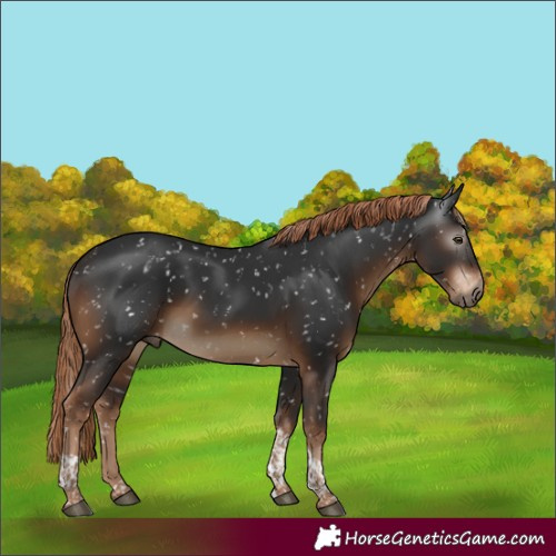 Horse Color:Gray Liver Chestnut Tobiano Appaloosa 