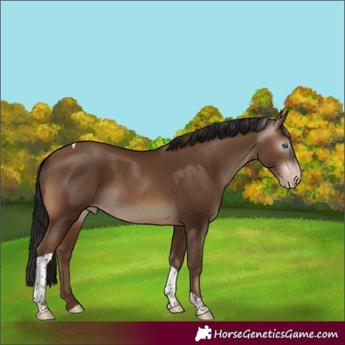 Horse Color:Gray Sable Champagne Tobiano Rabicano 