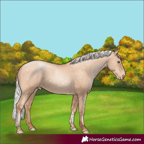 Horse Color:Silver Classic Champagne Pearl Tobiano Appaloosa Rabicano 
