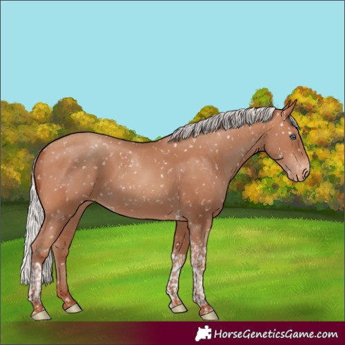 Horse Color:Silver Sable Champagne Tobiano Appaloosa Rabicano 