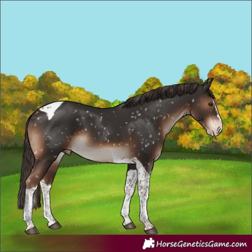 Horse Color:Liver Chestnut Splash Tobiano Appaloosa Rabicano 