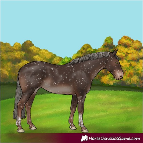 Horse Color:Liver Chestnut Mushroom Tobiano Appaloosa Rabicano