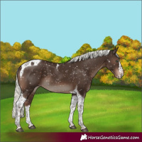 Horse Color:Liver Chestnut Mushroom Splash Tobiano Appaloosa Rabicano