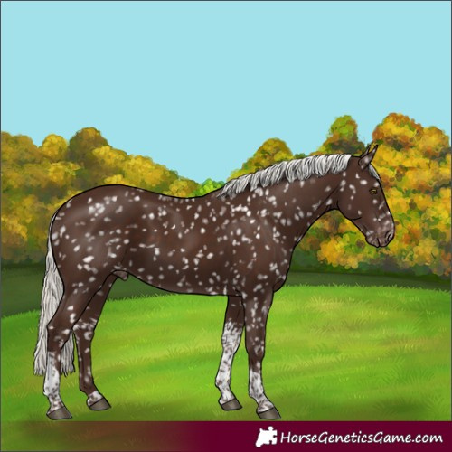 Horse Color:Liver Chestnut Mushroom Tobiano Snowflake VarnishRabicano 