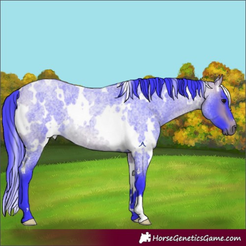Horse Color:Watercolor White Spotted Buckskin Roan