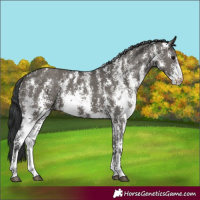 Horse Color:Grullo Sabino Rabicano