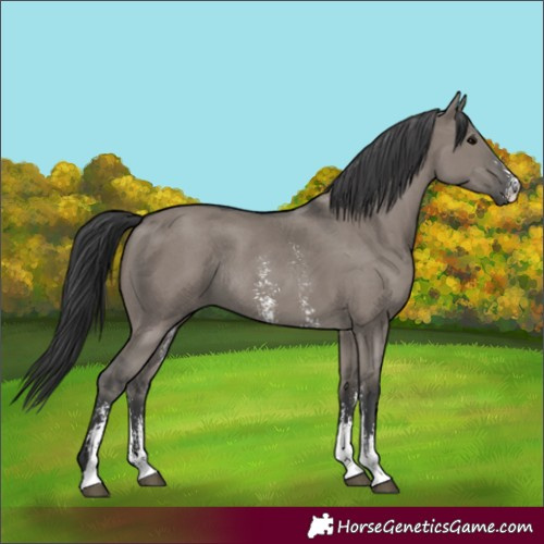 Horse Color:Grullo Sabino Rabicano